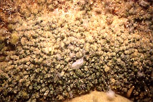 Alga verde (Dasycladus vermicularis)