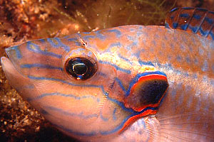 Tordo ocellato (Symphodus ocellatus)