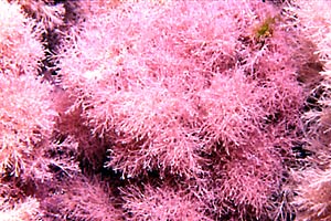 Alga calcarea (Jania rubens)