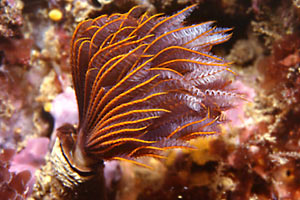 Protula (Protula intestinum)