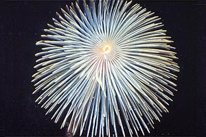 Spirografo (Sabella spallanzanii)