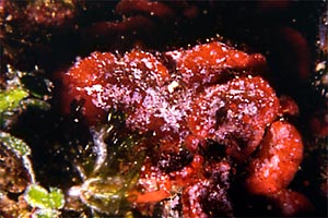 Rosa di mare (Peyssonnelia squamaria)