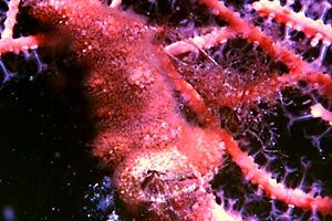 Briozoo (Schizobrachella sanguinea)