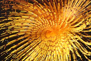 Spirografo (Sabella spallanzanii)