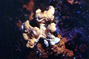 Spugna corna di daino (Axinella damicornis)