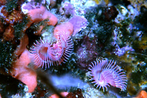 Serpula (Serpula vermicularis)