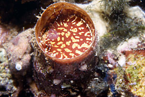 Vermetide grande (Serpulorbis arenaria)