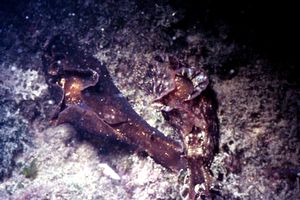 Lepre di mare (Aplysia depilans)
