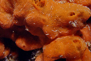 Spugna gialla (Agelas oroides)