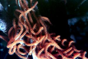 Lepre di mare (Aplysia punctata)