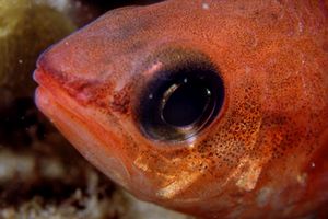 Re di triglie (Apogon imberbis)