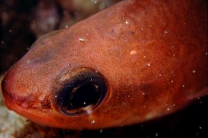 Re di triglie (Apogon imberbis)