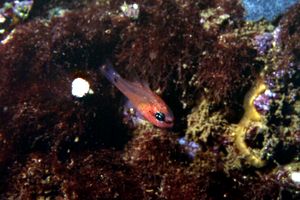 Re di triglie (Apogon imberbis)