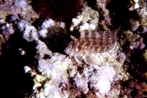 Bavosa ruggine (Parablennius gattorugine)