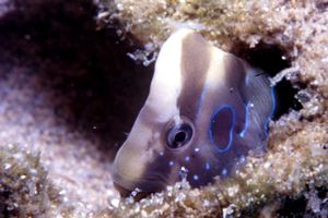 Bavosa pavone (Salaria pavo)