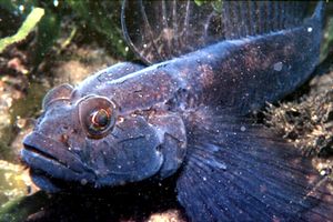 Ghiozzo nero (Gobius niger)