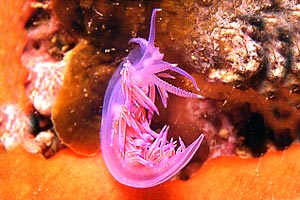 Flabellina rossa (Flabellina ischitana)