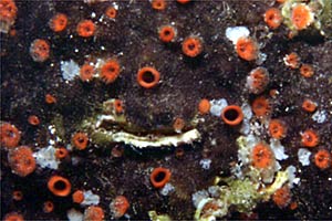 Spugna perforante (Cliona celata)