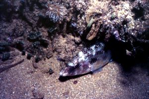 Tordo pavone (Symphodus tinca)