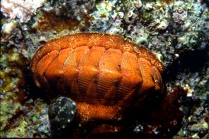 Chitone (Chiton corallinus)