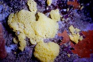 Spugna gialla (Clathrina clathrus)