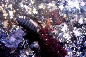 Chitone (Chiton olivaceus)