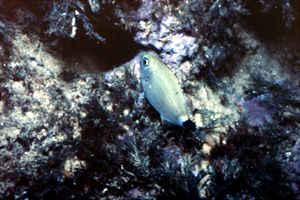 Occhiata (Oblada melanura)