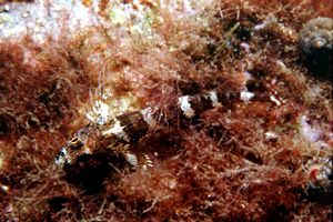 Ghiozzo (Gobius sp.)