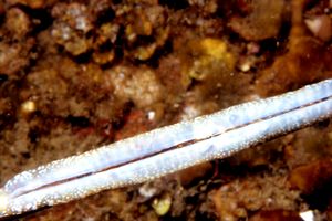 Pesce ago (Syngnathus acus)