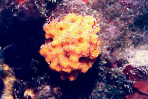 Spugna  rossa (Crambe crambe)