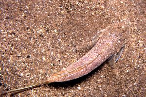 Dragoncello turchese (Callionymus pusillus)