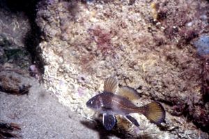 Corvina (Sciaena umbra)