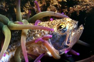 Tracina vipera (Echiichthys vipera)