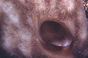 Spugna cervello (Chondrilla nucula)