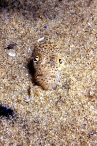 Tracina vipera (Echiichthys vipera)