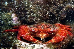 Grancella pieghettata (Liocarcinus corrugatus)