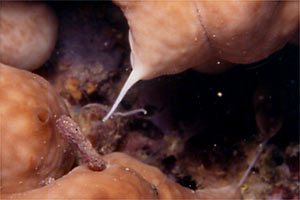 Spugna patata (Chondrosia reniformis)