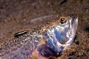 Tracina vipera (Trachinus vipera)