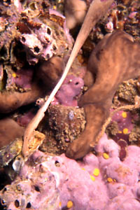 Spugna patata (Chondrosia reniformis)