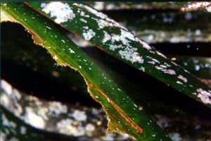 Posidonia (Posidonia oceanica)