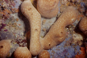 Spugna patata (Chondrosia reniformis)