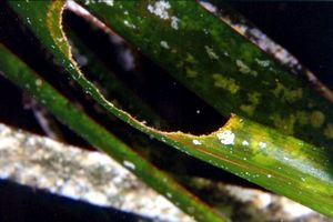 Posidonia (Posidonia oceanica)