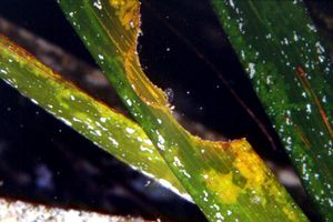 Posidonia (Posidonia oceanica)