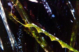 Posidonia (Posidonia oceanica)