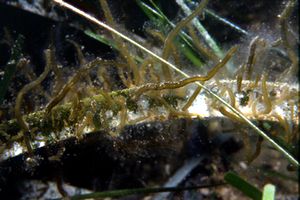Posidonia (Posidonia oceanica)