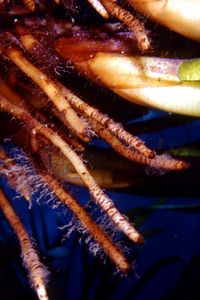 Posidonia (Posidonia oceanica)