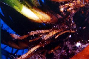 Posidonia (Posidonia oceanica)