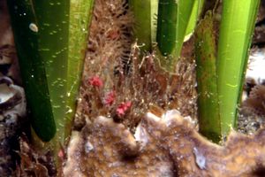 Posidonia (Posidonia oceanica)