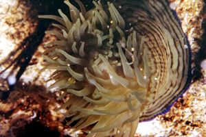 Anemone tigrato (Actinia cari)