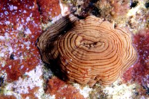 Anemone tigrato (Actinia cari)